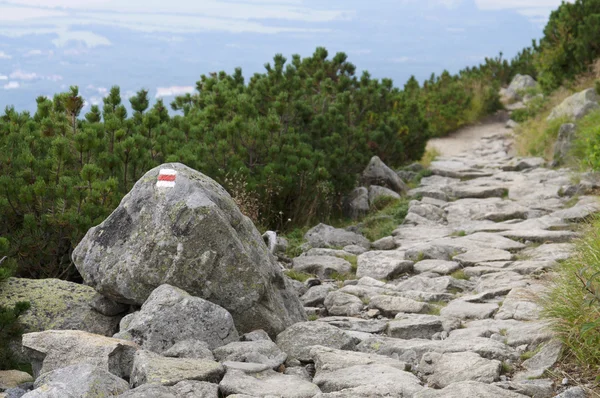 Rocky footpath leading to the small bushes — Stok fotoğraf